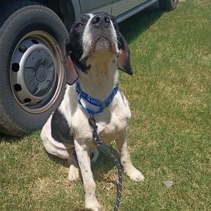 A black and white dog wearing a blue collar and leash, sitting on grass with a car tire in the background.