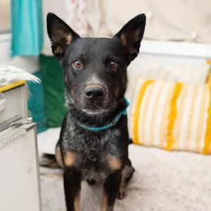 Hank, Cattle Dog, Australian (Blue Heeler), adult, available for adoption