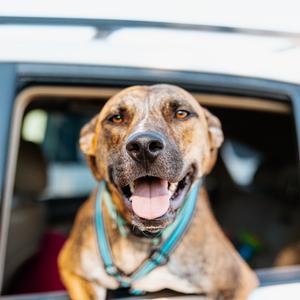 A happy dog with a brown and black coat is sticking its head out of a car window, wearing a blue collar. The dog's mouth is open, showing its tongue, and it appears to be enjoying the ride. The background is slightly blurred, focusing on the dog.
