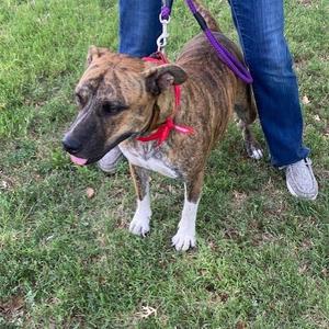 A brindle dog with a red collar and a purple leash being held by someone wearing blue jeans and light grey sneakers.