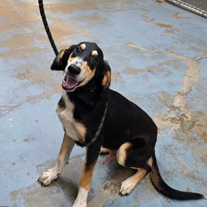 Goofy, Mixed Breed (Medium), adult, available for adoption