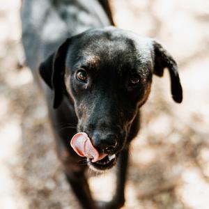 Hilda, Mixed Breed (Medium), adult, available for adoption