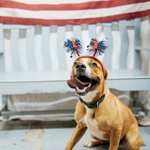 Johnny Bravo, Mixed Breed (Medium), adult, available for adoption