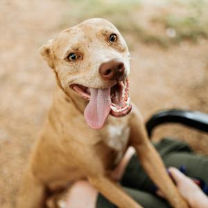 Cinnamon, Catahoula Leopard Dog, adult, available for adoption