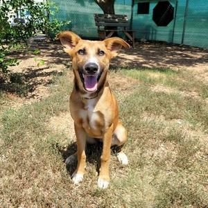 Celine, Mixed Breed (Small), adult, available for adoption