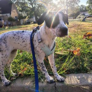 Cannoli, Mixed Breed (Medium), puppy, available for adoption