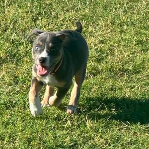 Emmy Lou aka Sadie, Mixed Breed (Medium), puppy, available for adoption