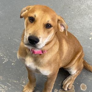 Jessie, Mixed Breed (Large), puppy, available for adoption