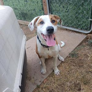 A happy dog with a white and brown coat, wearing a black collar, sitting on a concrete surface with its tongue out, in front of a chain-link fence and a white dog house.