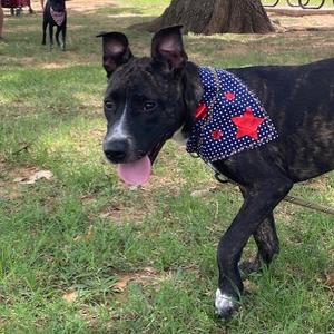 A brindle dog with a tongue hanging out wears a blue bandana with white dots and red stars, while another dog is visible in the blurred background.