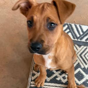 Dolly, Mixed Breed (Large), puppy, available for adoption