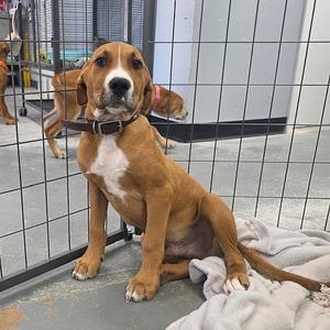 Bullseye, Mixed Breed (Large), puppy, available for adoption