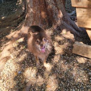 Bianca, Chihuahua, Long Coat, senior, available for adoption