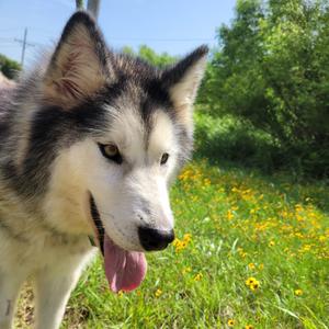 Bowie, Husky, adult, available for adoption