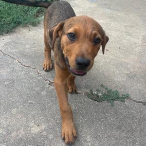 A brown puppy with floppy ears standing on a concrete surface.