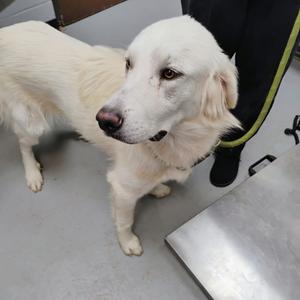 A white dog with long fur standing on a gray floor, looking to the side.