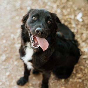 Andy, Mixed Breed (Medium), adult, available for adoption