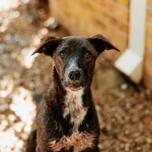 Blitzen, Cattle Dog, Australian (Blue Heeler), young, available for adoption