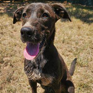 Blitzen, Cattle Dog, Australian (Blue Heeler), young, available for adoption