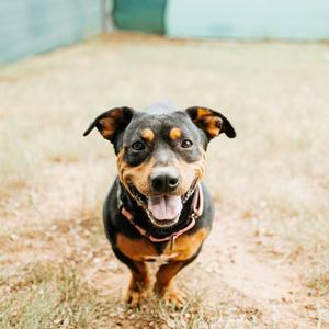 Angus, Mixed Breed (Small), adult, available for adoption