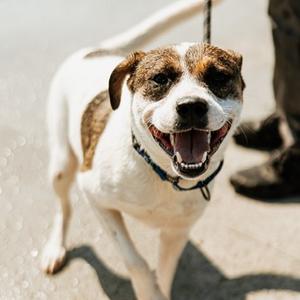 Cooper, Mixed Breed (Medium), adult, available for adoption
