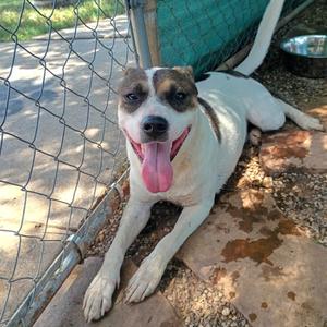 Cooper, Mixed Breed (Medium), adult, available for adoption