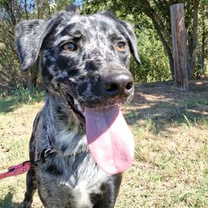 Cookie, Catahoula Leopard Dog, adult, available for adoption