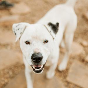 A white dog with black spots on its ears and face, standing on a rocky surface and looking directly at the camera with its mouth open.