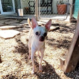 Bernard, Chihuahua, senior, available for adoption