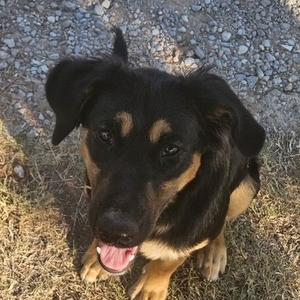 Annie, Mixed Breed (Medium), young, available for adoption