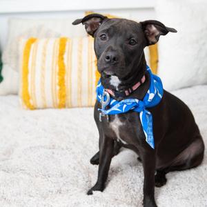 Coco, Mixed Breed (Medium), young, available for adoption
