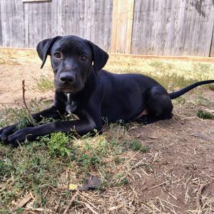 Brioche, Mixed Breed (Medium), puppy, available for adoption