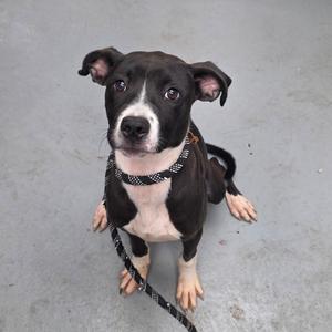 A black and white dog with floppy ears sitting on a concrete surface.