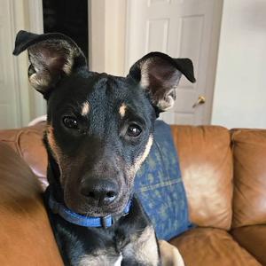 Charlotte, Mixed Breed (Medium), young, available for adoption