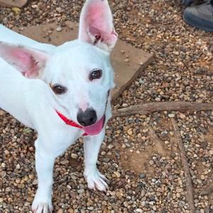 Franklin, Mixed Breed (Small), adult, available for adoption
