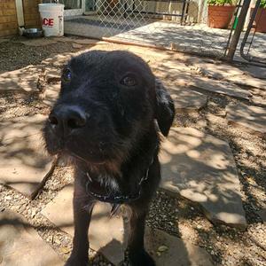 Cole, Mixed Breed (Medium), adult, available for adoption