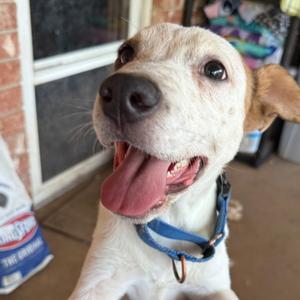 Bingo, Mixed Breed (Medium), puppy, available for adoption