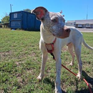 Courage, Mixed Breed (Medium), adult, available for adoption