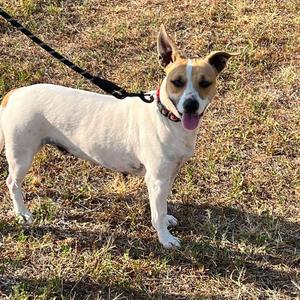 Dottie, Mixed Breed (Medium), adult, available for adoption