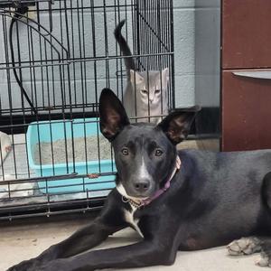 Isabella, Mixed Breed (Medium), young, available for adoption