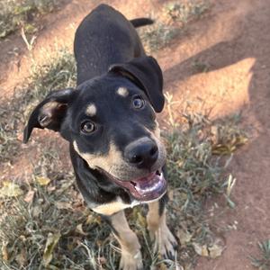 A black and tan dog with floppy ears and a happy expression, standing on a dirt path with dry grass around it.