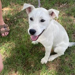 Elsa, Mixed Breed (Medium), young, available for adoption