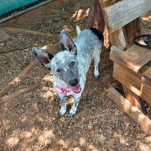 a blue heeler dog wearing a pink collar, standing on a dirt ground with wooden structures in the background