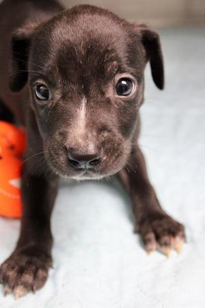 Bonnie, Mixed Breed, puppy, available for adoption