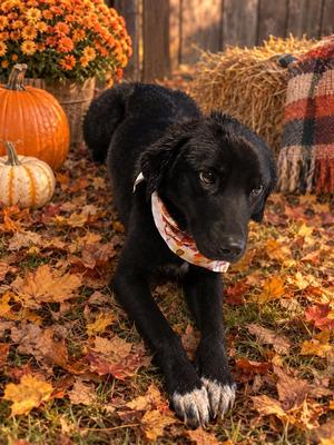 Lunie, Mixed Breed, young, available for adoption