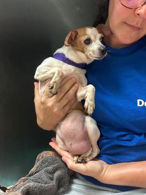 Olivia, Chihuahua, adult, available for adoption