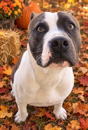 Canelo, Pit Bull Terrier / Boxer, puppy, available for adoption