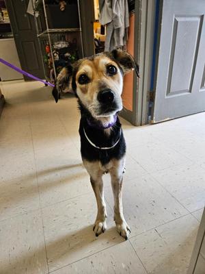 River, Mixed Breed, adult, available for adoption
