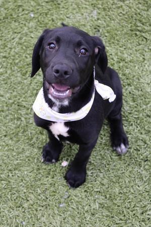 A black puppy with a white patch on its chest, wearing a white bandana, sitting on green grass.