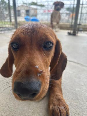 Maple, Hound, puppy, available for adoption